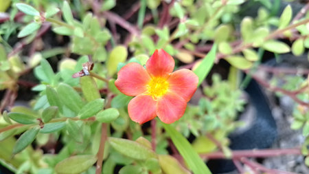 Macro Shot of Blooming Portulaca Oleracea Granatus - Sun-Kissed Garden Flowerの写真素材