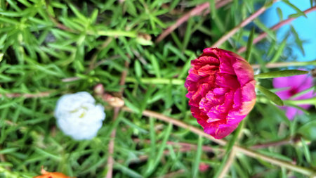 Portulaca grandiflora Succulent Pink and White Moss Rose Flower Blooming, Sun Rose or Purslane Plant in Garden Macro Nature Photographyの写真素材