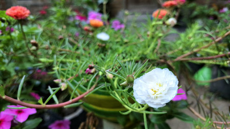 Vibrant Portulaca grandiflora White Flower Bloom, Succulent Moss Rose Sun Rose Purslane in Garden with Green Leaves Closeup Shotの写真素材