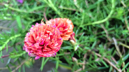 Portulaca grandiflora Moss Rose Orange Succulent Flower Blooming, Sun Rose or Eleven Oâclock Purslane in Outdoor Garden Macro Shotの写真素材