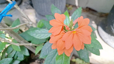 Bright peach Firecracker Flowers (Crossandra infundibuliformis) reveal delicate floral details...