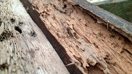 Damaged Wooden Beam Caused by Termites and Moisture, Old Construction Material in Need of Repairの写真素材