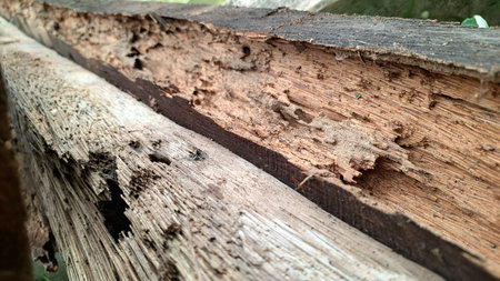 Close-up of Rotten Wood Damaged by Termites and Weathering, Natural Texture of Decayed Timber for...