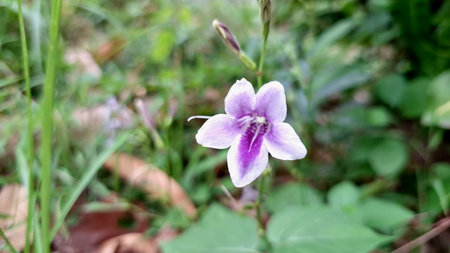 Close Up of Asystasia Gangetica Coromandel Creeping Foxglove Flower Purple Petals Natural Backgroundの写真素材