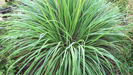 Fresh Lemongrass Plant Cymbopogon Citratus Green Leaves Herbal Medicine Organic Culinary Spiceの写真素材