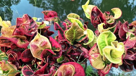 Codiaeum variegatum Croton Foliage with Bright Red Pink and Green Leaf Patterns