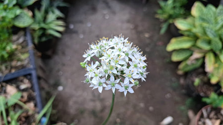 White Allium Nigrum in Full Bloom, Black Garlic Broad-Leaved Leek Close-upの写真素材