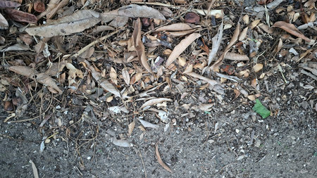 Brown autumn leaves have fallen and cover the ground, creating a natural leaf litter texture on the...