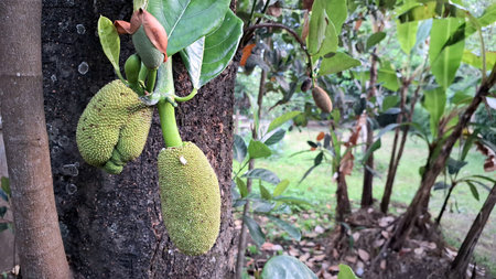 Jackfruit on the Tree in Forest Farm Area with Leafy Background
