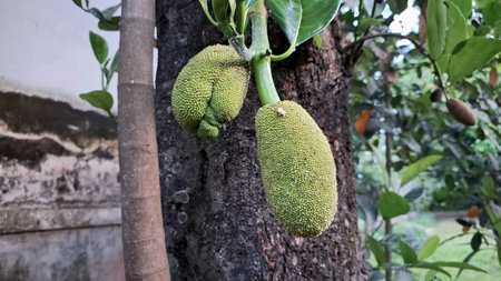 Close-Up of Fresh Unripe Jackfruit Hanging on Tree Outdoors