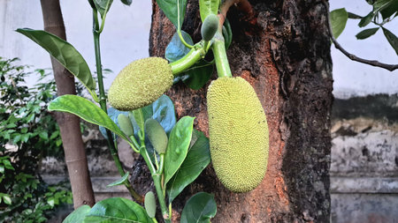 Jackfruit Hanging from Tree Trunk in Tropical Agriculture Concept