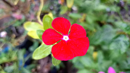 Red Rose Periwinkle Madagascar Flower Catharanthus roseus Vibrant Color Macro Shot for Design, Print, Nature Stock Photographyの写真素材