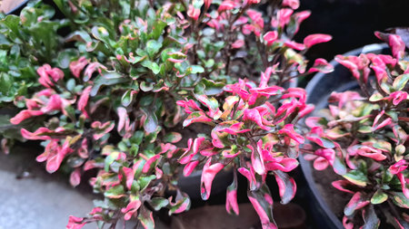 Decorative Alternanthera Leaves in Natural Light, Garden Plant with Green and Red Tones, Background...