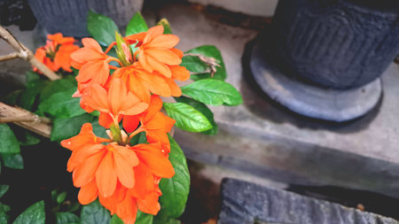 Bright Tropical Blooms: Peach Firecracker Flowers (Crossandra infundibuliformis) Detailed Viewの写真素材