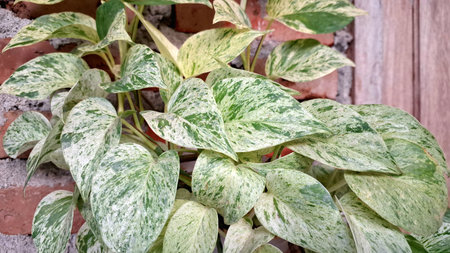 Vibrant Golden Pothos (Epipremnum aureum): Lush Ivy or Money Plant Foliage with Striking Variegated...