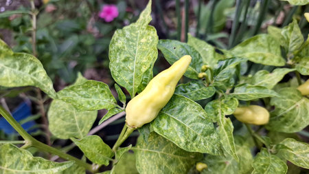 Vibrant green chili plants thriving in a well-tended home garden, symbolizing sustainable living and...
