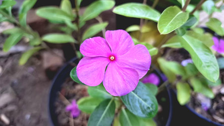 Stunning Pink Rose Periwinkle Madagascar Flower Catharanthus roseus Tropical Natural Garden Blossom...