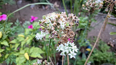 Macro of Allium Nigrum White Blossoms, Broadleaf Leek Plant