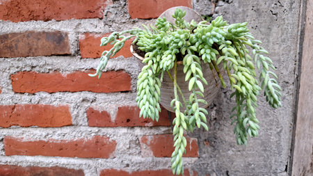 Burro's Tail Hanging Basket Plant: Easy-Care Succulent for Aesthetic Home Decor and Eco-Friendly Greeneryの写真素材