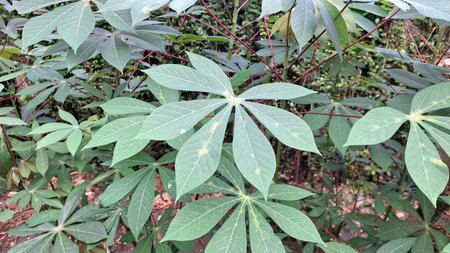 Green Cassava Leaves Close-up Tropical Plant Used for Root and Leaf Consumptionの写真素材