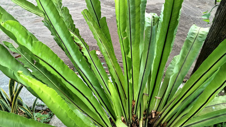 Green Bird's Nest Fern Leaf Closeup Asplenium nidus Long Broad Leaves in Spiral Arrangement with...