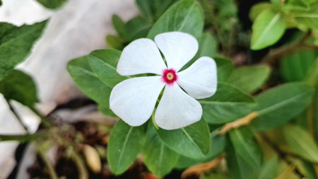 Stunning White Rose Periwinkle Madagascar Flower Catharanthus roseus Botanical Plant Macro Tropical Garden Stock Nature Photographyの写真素材