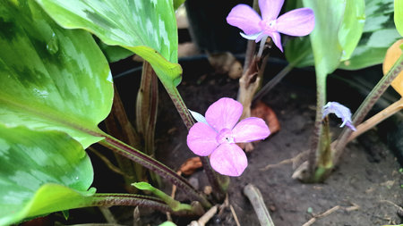 Detailed Close-Up of Purple Kaempferia pulchra Flower and Decorative Leaf Texture, Peacock Ginger Botanical Shotの写真素材