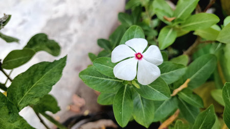 White Periwinkle Madagascar Flower Catharanthus roseus Exotic Tropical Botanical Bloom Perfect for Background and Decoration Useの写真素材