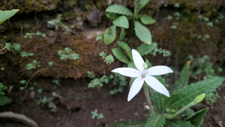 Close-up of a pristine white blossom against blurred green foliage, offering a natural backdrop for designs related to herbal remediesの写真素材