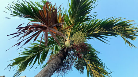 Areca Catechu Palm Tree Also Known as Betel Nut or Areca Palm, Scientific Botanical Description and Tropical Plant Detailの写真素材