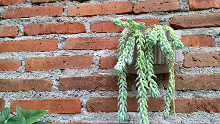 Lush Burro's Tail Succulent (Sedum morganianum): Close-Up of Green Trailing Stems and Thick Leaves, Ideal for Hanging Basketsの写真素材