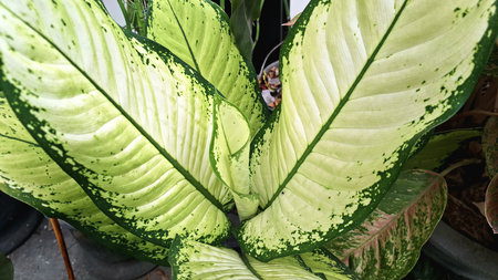 Plant Leaf Close-up with Cream and Green Texture for Wallpaper or Natural Art Elementの写真素材