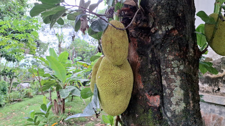 Tropical Farming Concept with Jackfruit Hanging from Tree
