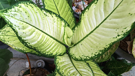 Green and Cream Leaf of Dieffenbachia Seguine Dumbcane Plant for Garden or Tropical Background Useの写真素材
