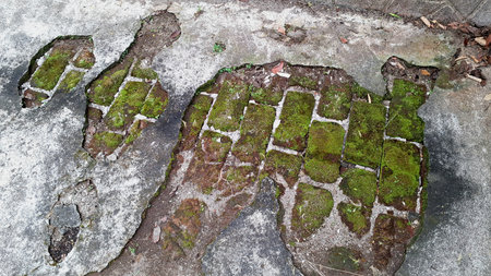 Wild Moss Growing on Humid Wall â Natural Green Carpet that Helps Maintain Humidity, Supports Micro-Ecosystems, and Filters Air, Used in Botanical and Eco-Themed Projectsの写真素材
