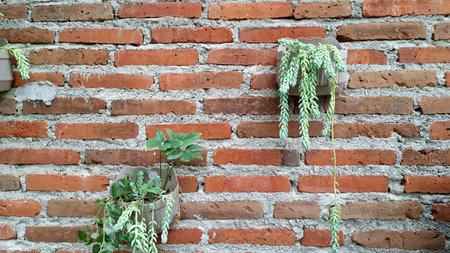 Vibrant Burro's Tail Plant: Detailed View of Cascading Green Sedum morganianum, a Popular Easy-Care Succulent for Modern Home Decoration and Architectural Accentsの写真素材