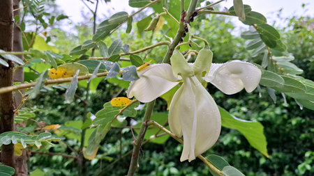 Close up of a white flower on a tree in the garden.の写真素材