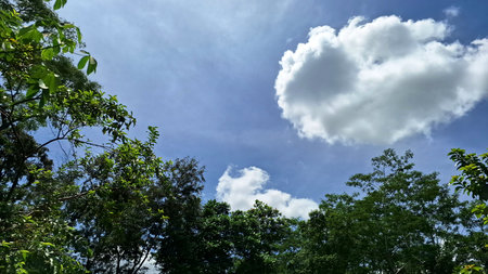 Scenic upward view of lush green foliage encircling bright blue sky with white clouds, tropical nature background for eco design, tranquility, and mental clarity themesの写真素材