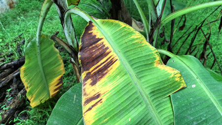 Dried and Yellow Banana Leaf Indicating Environmental Stress and Aging in Tropical Vegetationの写真素材