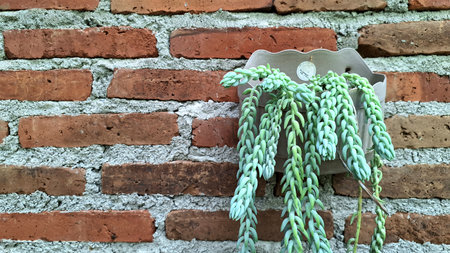 Unique Living Decor: Burro's Tail (Sedum morganianum), a Captivating Trailing Succulent for Any Homeの写真素材