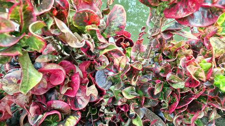 Multicolored Croton Leaves in Tropical Environment Bright Foliage of Codiaeum variegatum Displaying Red Green and Pink Colors Used for Ornamental Gardening and Decorationの写真素材