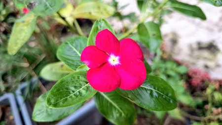 Beautiful Pink Rose Periwinkle Madagascar Flower Catharanthus roseus Closeup Shot in Natural Tropical Garden with Green Leavesの写真素材