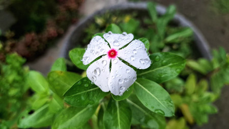 Macro White Rose Periwinkle Madagascar Flower Catharanthus roseus Closeup Tropical Garden Blossom Ideal for Design and Illustrationの写真素材