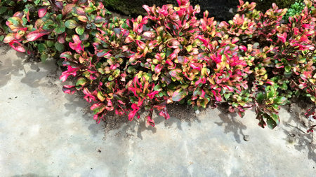 Natural Background of Alternanthera Plant with Vibrant Multicolor Leaves, Ideal for Wallpaper or Eco-Friendly Themesの写真素材