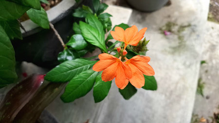 Close-up of vibrant orange Firecracker Flowers (Crossandra infundibuliformis) blooming beautifully under natural light, showcasing their unique formの写真素材