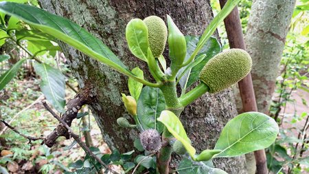 Young Jackfruit Fruit on Tree Surrounded by Green Leaves