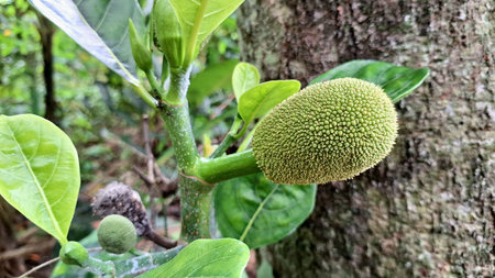 Tropical Farming Concept with Jackfruit Hanging from Tree
