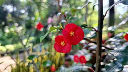 Beautiful red blooms of Euphorbia milii (Crown of Thorns) with fresh green foliage, a vibrant image...