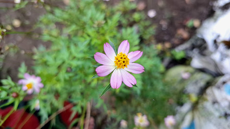 Cosmos Flower Blooming in Natural Garden â€“ Asteraceae Family Plant with Lush Foliage