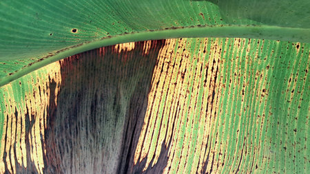 Yellow and Green Contrast on Banana Leaf Showing Signs of Nutrient Deficiency in Tropical Climate